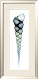 Turritella