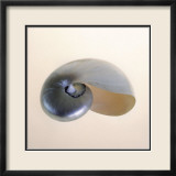 Polished Nautilus