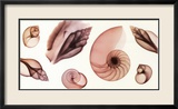 Shell Collection
