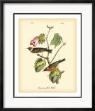 Bay Breasted Wood-Warbler