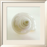 Shell IV