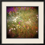 Daisy Field
