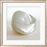 Shell II