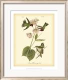 Anna Hummingbird