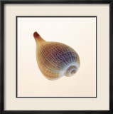 Fig Shell