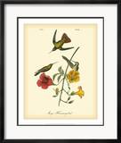 Mango Hummingbird