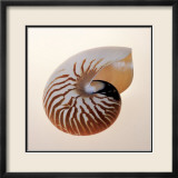 Nautilus