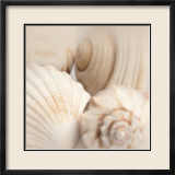 Shells II