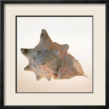 Conch