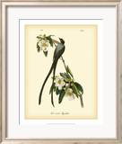 Fork-Tailed Flycatcher
