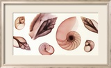 Shell Collection