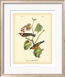 Bay Breasted Wood-Warbler