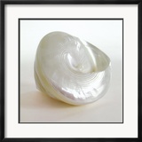 Shell II