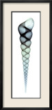 Turritella