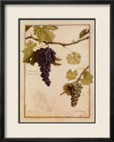 Cabernet Sauvignon