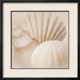 Shells III