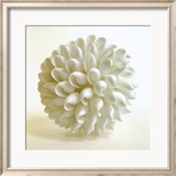 Shell III