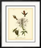 Ruff-neck Hummingbird