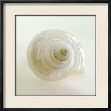Shell IV