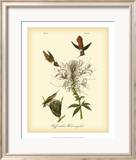 Ruff-neck Hummingbird