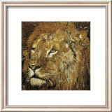 Lion Portrait