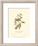 Black-Throated Green Wood Warbler