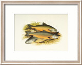 Windermere Charr