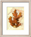 Exotic Map with Coral III