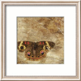 Moth
