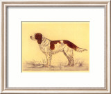 Hunting Dogs  Spaniel