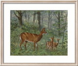 Deer Family I