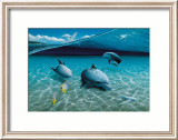 The Chase  Maui Dolphins