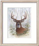 Deer Buck Portrait