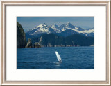 Alaska Passage Humpback Fin