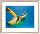 Green Sea Turtle