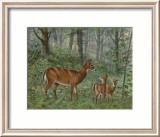 Deer Family I