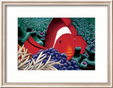 Clown Fish