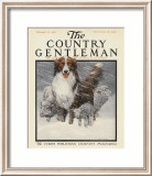 Herding Sheep  c1916