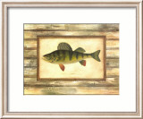 Yellow Perch