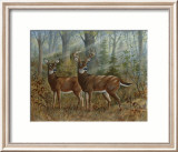 Deer Family II