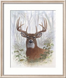 Deer Buck Portrait