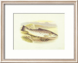Great Lake Trout