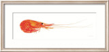 Crevette