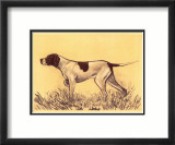 Hunting Dogs  Pointer