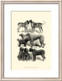 International Show Dogs I  c1863