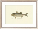 Striped Bass