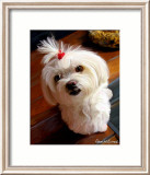 Mini Maltese