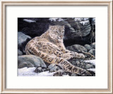 Awake Snow Leopard