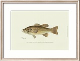 Large-Mouthed Black Bass