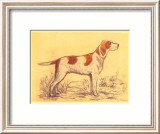 Hunting Dogs  Griffon
